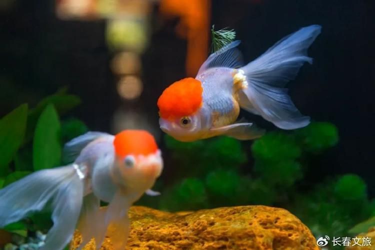 長春觀賞魚批發市場是一個集觀賞魚養殖、銷售、服務于一體的綜合性市場，長春觀賞魚批發市場和祥龍魚場品牌很感興趣呀
