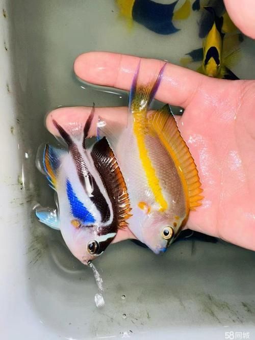 長春觀賞魚批發市場是一個集觀賞魚養殖、銷售、服務于一體的綜合性市場，長春觀賞魚批發市場和祥龍魚場品牌很感興趣呀