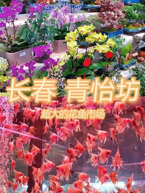 長春觀賞魚批發市場是一個集觀賞魚養殖、銷售、服務于一體的綜合性市場，長春觀賞魚批發市場和祥龍魚場品牌很感興趣呀