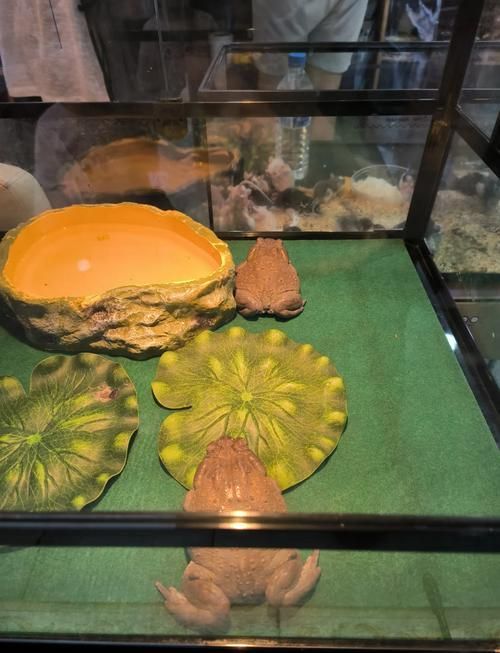 長春觀賞魚批發市場是一個集觀賞魚養殖、銷售、服務于一體的綜合性市場，長春觀賞魚批發市場和祥龍魚場品牌很感興趣呀