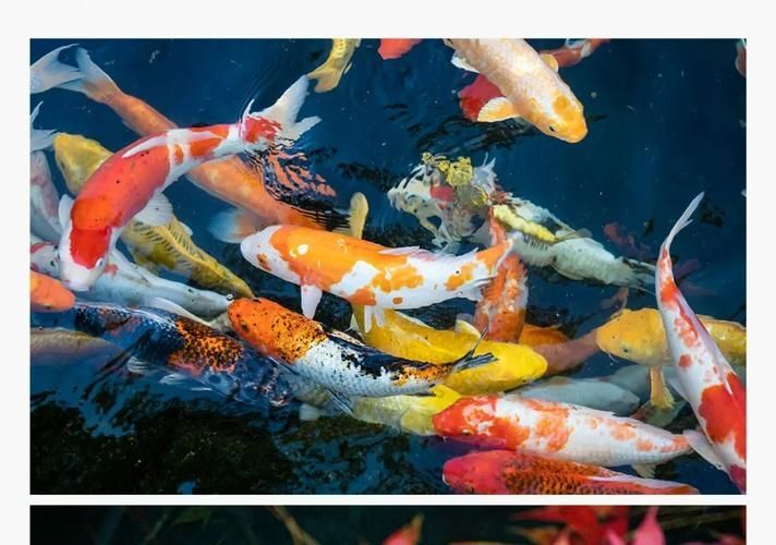 長春觀賞魚批發市場是一個集觀賞魚養殖、銷售、服務于一體的綜合性市場，長春觀賞魚批發市場和祥龍魚場品牌很感興趣呀