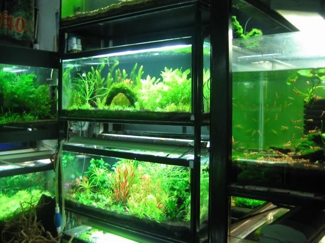 長春觀賞魚批發市場是一個集觀賞魚養殖、銷售、服務于一體的綜合性市場，長春觀賞魚批發市場和祥龍魚場品牌很感興趣呀
