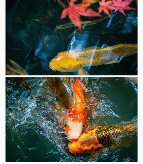 長春觀賞魚批發市場是一個集觀賞魚養殖、銷售、服務于一體的綜合性市場，長春觀賞魚批發市場和祥龍魚場品牌很感興趣呀