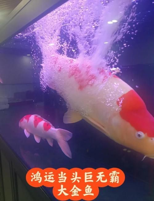 長春觀賞魚批發市場是一個集觀賞魚養殖、銷售、服務于一體的綜合性市場，長春觀賞魚批發市場和祥龍魚場品牌很感興趣呀