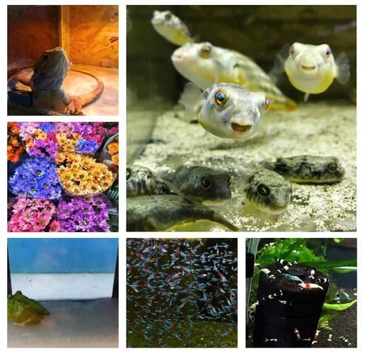 長春觀賞魚批發市場是一個集觀賞魚養殖、銷售、服務于一體的綜合性市場，長春觀賞魚批發市場和祥龍魚場品牌很感興趣呀