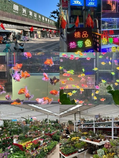信陽觀賞魚批發市場的規模，祥龍魚場有哪些主打產品？，信陽觀賞魚批發市場是一個充滿活力和多樣性的地方