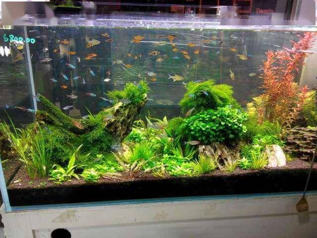 成都魚缸批發市場有哪些知名商家，成都魚缸批發市場擁有眾多的供應商和經銷商和經銷商