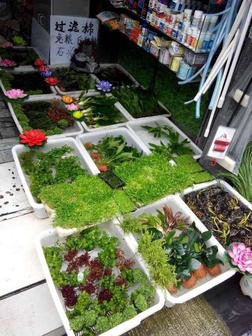 成都魚缸批發市場有哪些知名商家，成都魚缸批發市場擁有眾多的供應商和經銷商和經銷商