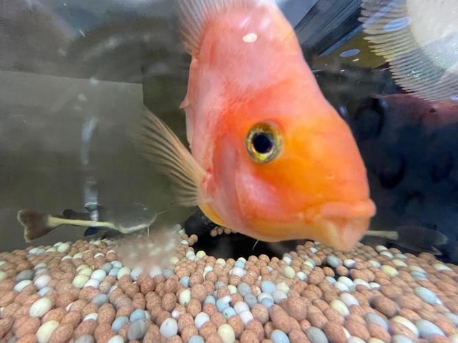玉林觀賞魚批發市場有哪些高端品種？，玉林觀賞魚批發市場和祥龍魚場有哪些高端品種