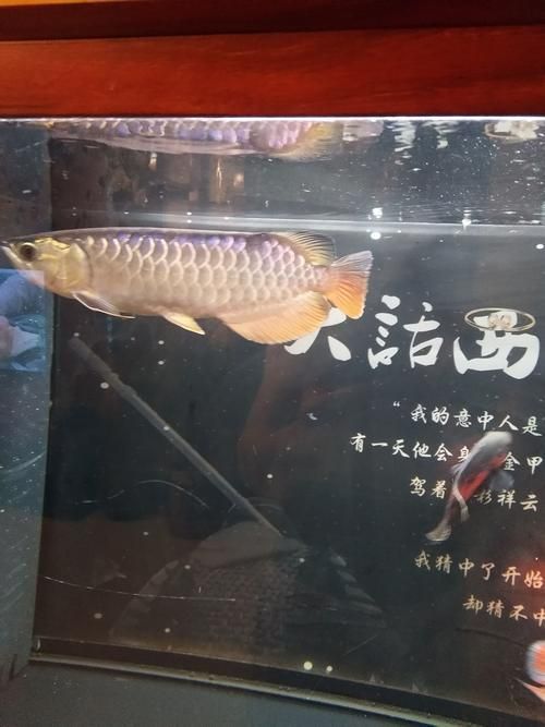新鄉(xiāng)龍魚批發(fā)市場(chǎng)有哪些知名商家？，新鄉(xiāng)龍魚批發(fā)市場(chǎng)優(yōu)勢(shì)