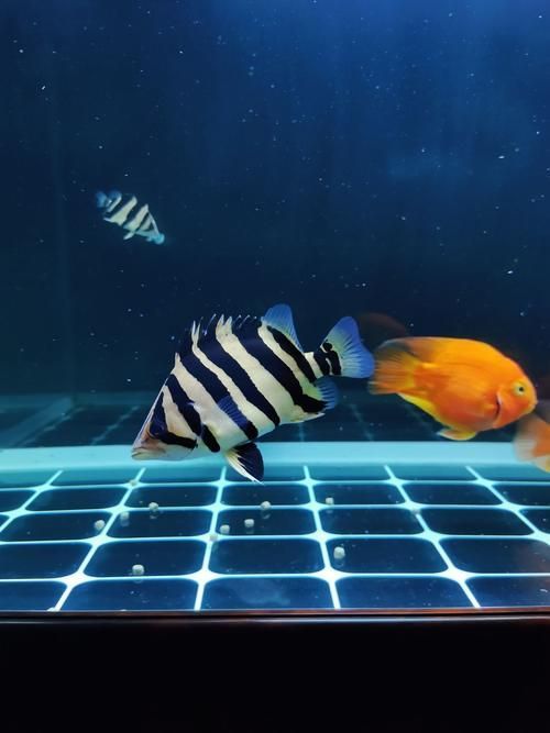 泰州魚缸批發批發市場，泰州魚缸批發市場是位于泰州本地魚缸批發市場的具體位置 泰州魚缸批發批發市場，泰州魚缸批發市場是位于泰州本地魚缸批發市場的具體位置 vs祥龍魚場 第11張