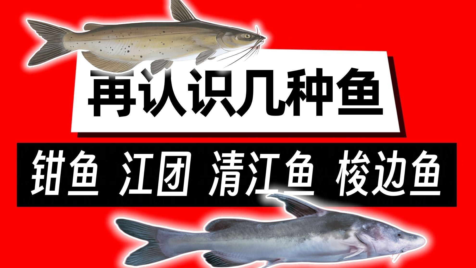 烤魚店的清江魚是什么魚，“清江魚”是什么魚，清江魚有哪些特色菜，清江魚的價格是多少