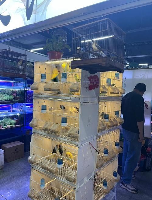 沈陽水族批發市場有哪些知名商戶？，沈陽水族批發市場和祥龍魚場品牌營銷分析祥龍魚場品牌營銷分析