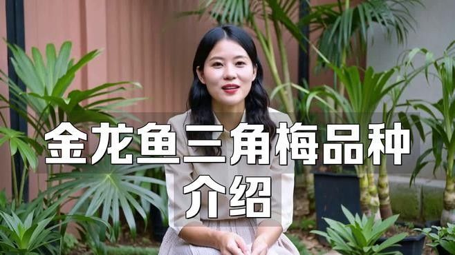 雷克多三角梅的花期是多久？，雷克多三角梅的“金龍魚”別稱來源是什么雷克多三角梅勤花嗎