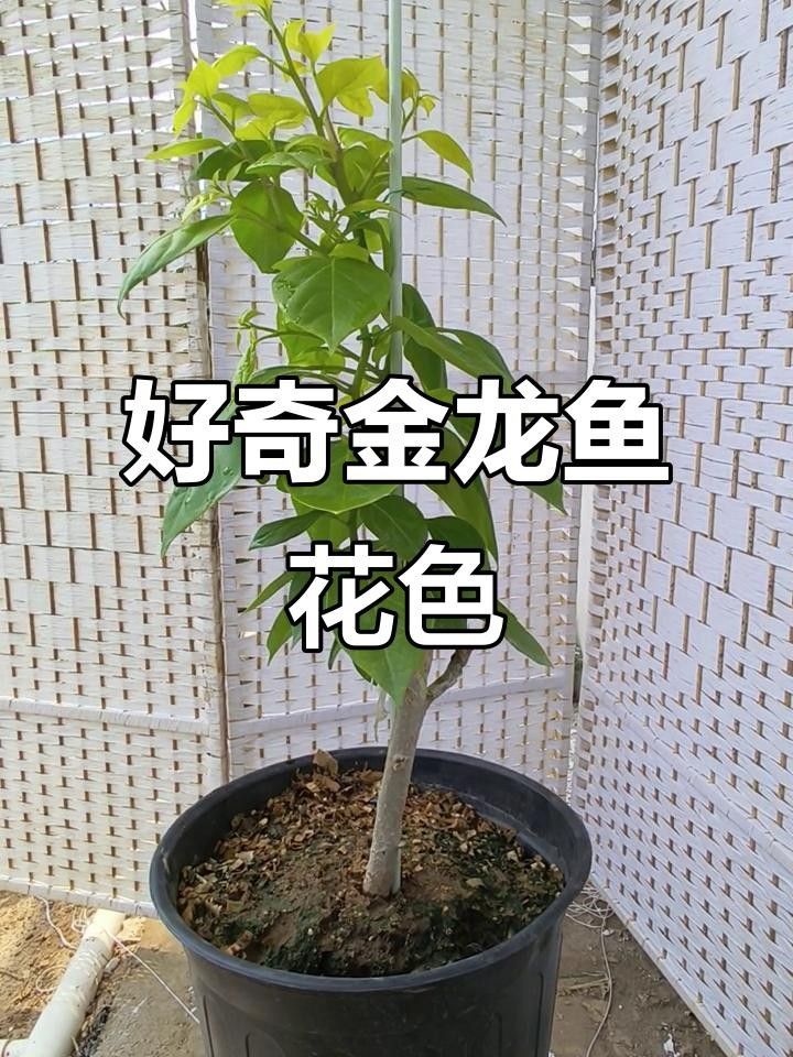 雷克多三角梅的花期是多久？，雷克多三角梅的“金龍魚”別稱來源是什么雷克多三角梅勤花嗎