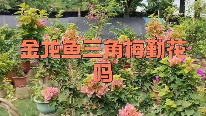 雷克多三角梅的花期是多久？，雷克多三角梅的“金龍魚”別稱來源是什么雷克多三角梅勤花嗎