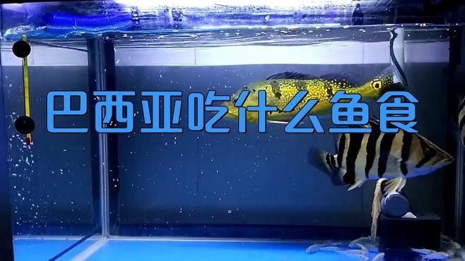 巴西亞魚飼養(yǎng)指南，巴西亞魚專用飼料的特點