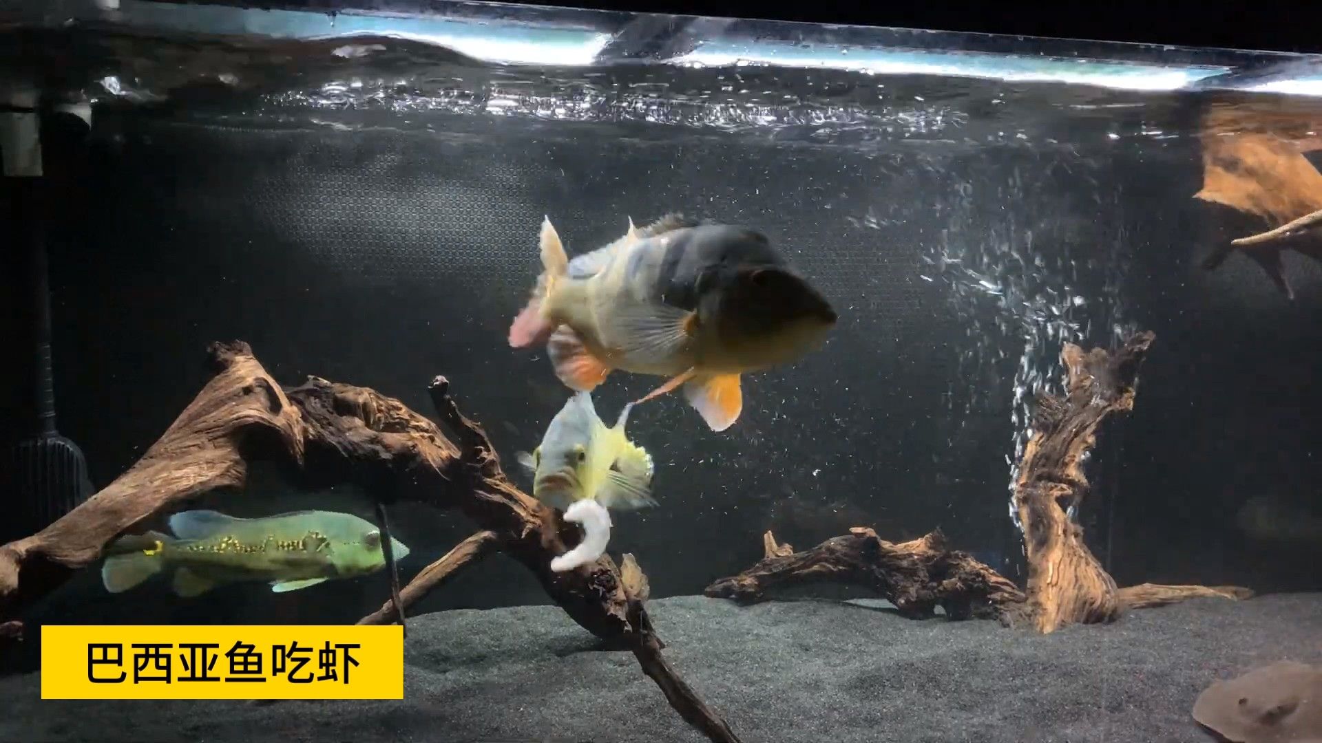 巴西亞魚飼養(yǎng)指南，巴西亞魚專用飼料的特點