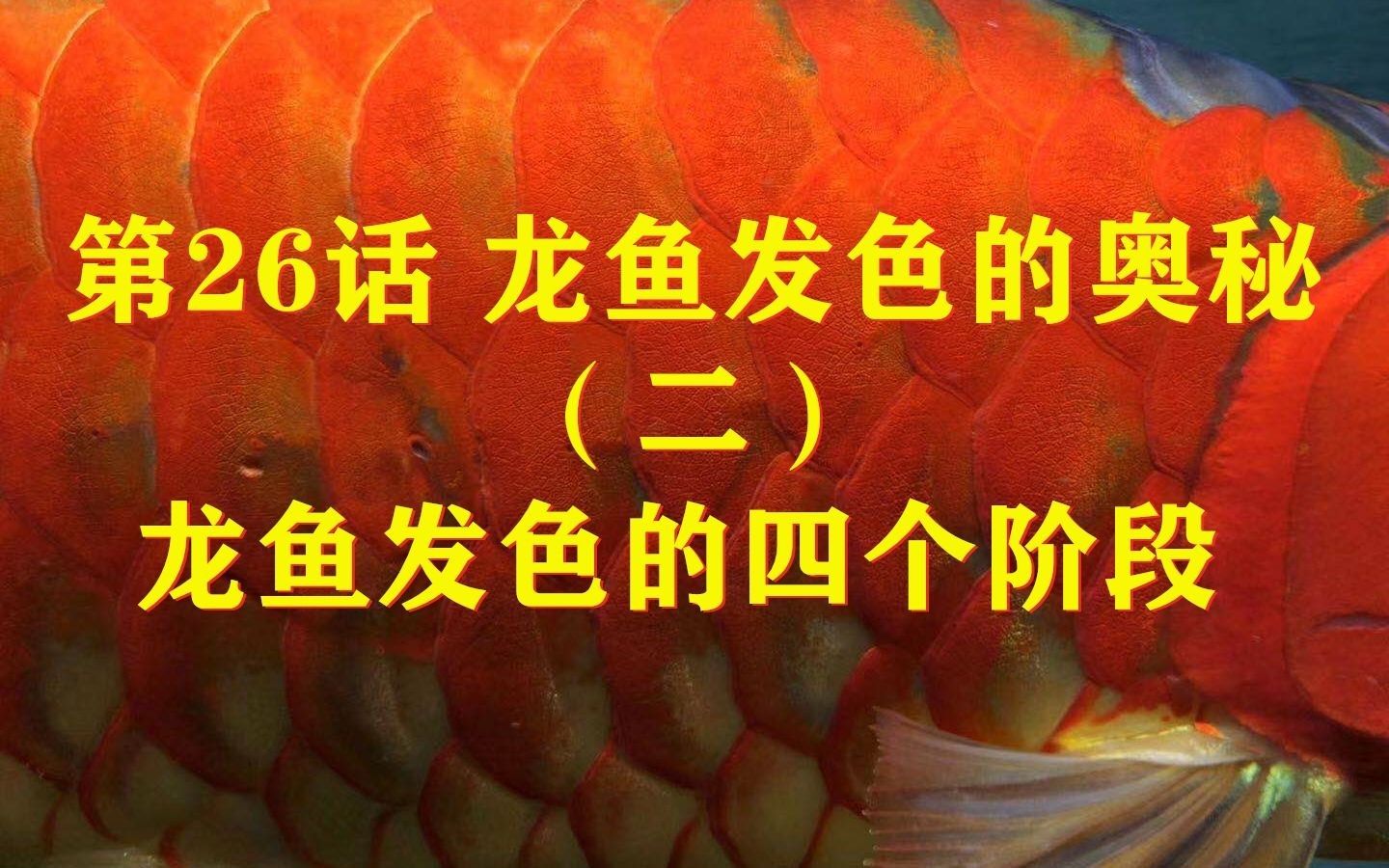龍魚發(fā)色的奧秘（二），養(yǎng)魚說酒紅雷龍發(fā)色四大關(guān)鍵因素影響龍魚發(fā)色背后的秘密