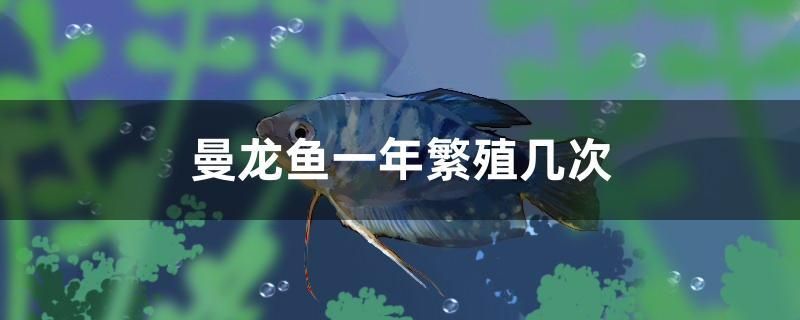 龍魚一年繁殖幾次，曼龍魚一年繁殖幾次，最好不要混養，它的長度一般在10厘米之間