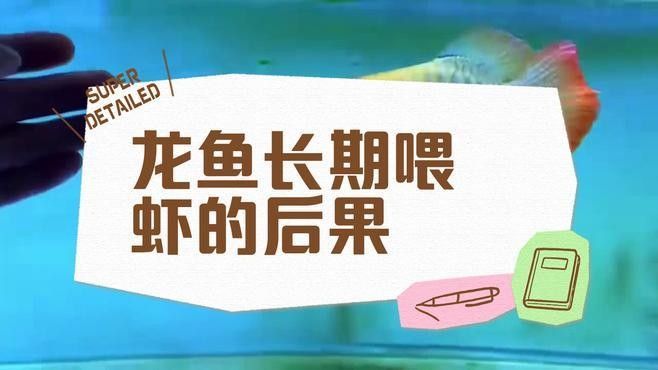 龍魚飼養(yǎng)全攻略，紅龍魚喂蝦和泥鰍哪個好武漢譽(yù)祥科技龍魚飼養(yǎng)全攻略