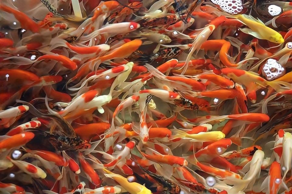 鄒平紅龍魚的養殖技術有哪些？，鄒平紅龍魚養殖技巧:水質管理全攻略全民小視頻