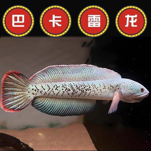 巴卡雷龍魚的價格排行榜，巴卡雷龍魚價格一般多少錢