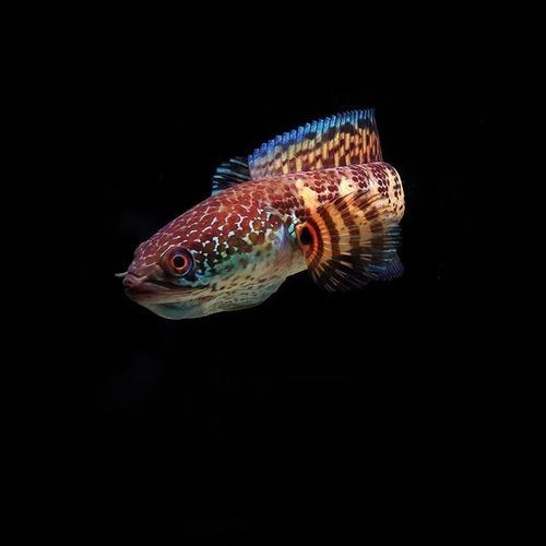 巴卡雷龍魚(yú)的價(jià)格排行榜，巴卡雷龍魚(yú)價(jià)格一般多少錢(qián)