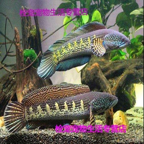 巴卡雷龍魚的價格排行榜，巴卡雷龍魚價格一般多少錢
