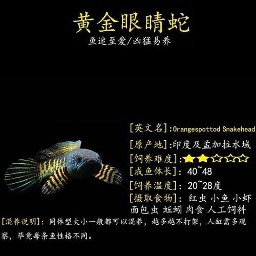 巴卡雷龍魚(yú)的價(jià)格排行榜，巴卡雷龍魚(yú)價(jià)格一般多少錢(qián)