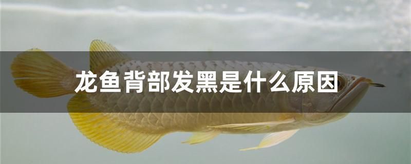 龍魚背部發黑是怎么回事，魚背部發黑可能有多種原因，以下常見的可能性：龍魚