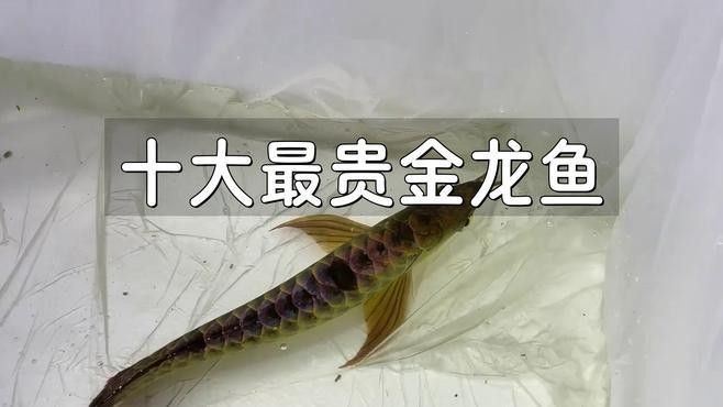 十大最貴金龍魚時局觀測站揭秘稀有金龍魚品種，價格驚人！聽，十大最貴金龍魚時局觀測站揭秘稀有金龍魚價格驚人