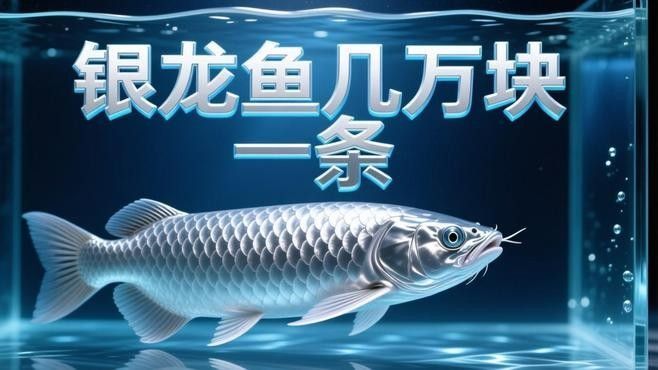 龍魚幼崽的價(jià)格一覽表，聽魚場老板揭秘龍魚幼崽價(jià)格內(nèi)幕紅龍魚多少錢一只江月行客