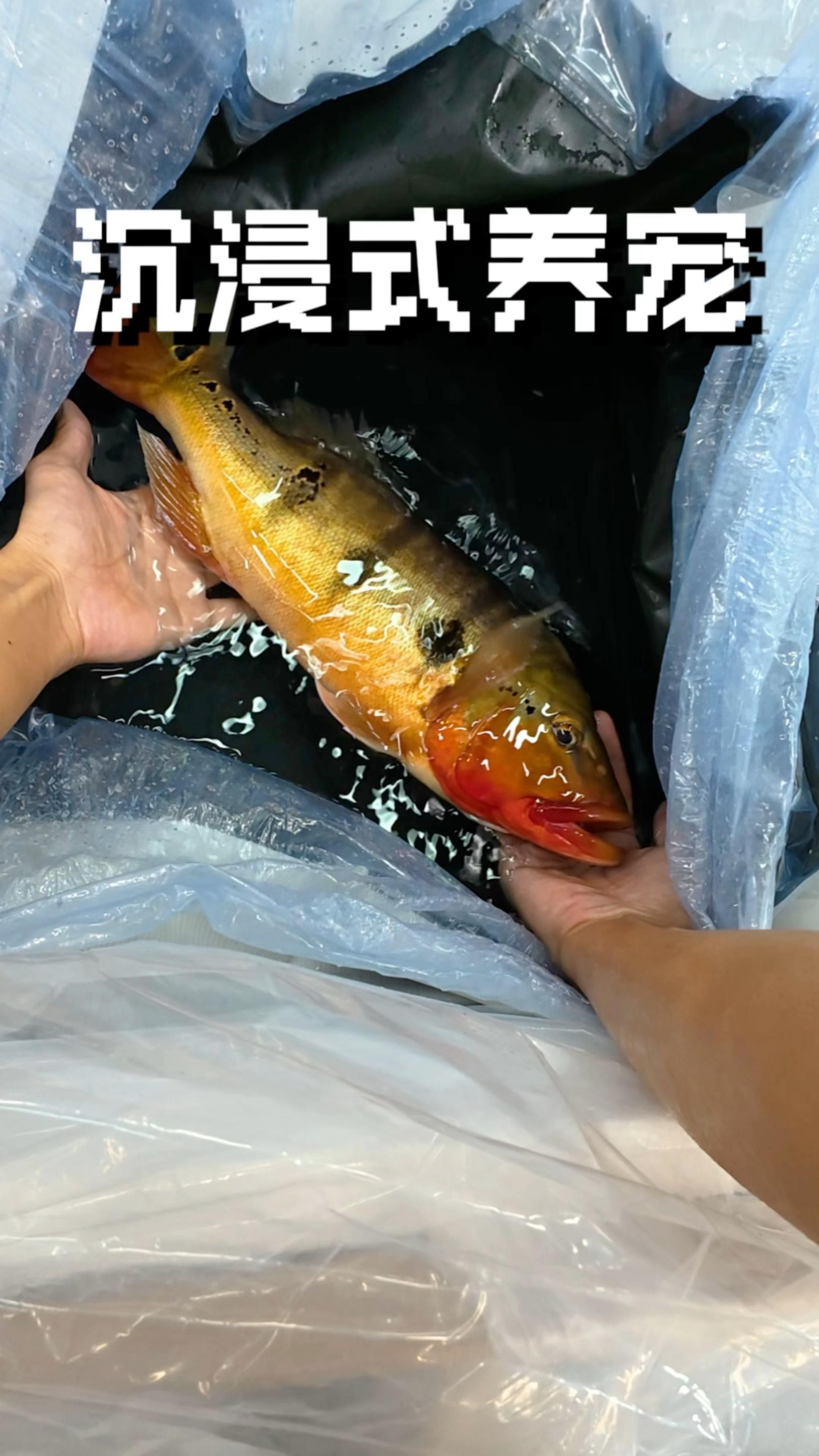 申古三間魚的飼養要求，申古三間魚寵物魚的飼養要求