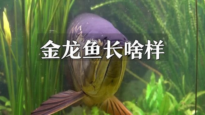 金灣金龍魚品牌和觀賞魚金龍魚的相關信息能幫您了解，金灣金龍魚京東旗艦店