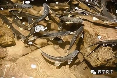 金龍魚屬于什么檔次，湟魚游進西寧海洋館西寧晚報金龍魚屬于什么檔次