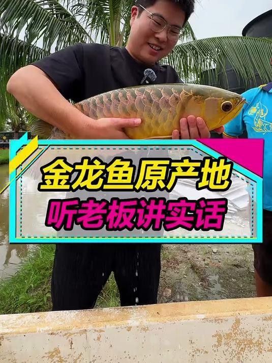金龍魚(yú)的野生種群有多少？，金龍魚(yú)產(chǎn)地主要在哪里