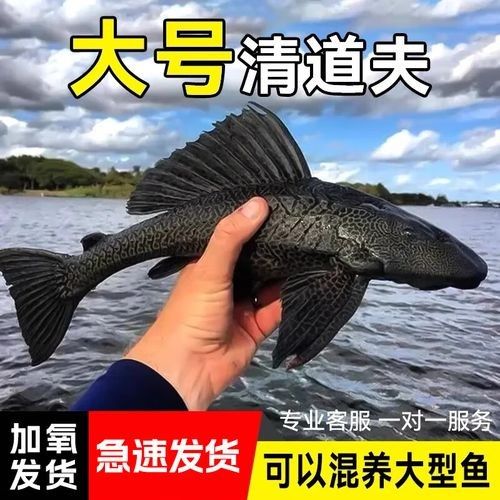 黃金紅眼女王大帆vs黃金紅眼女王大帆清道夫清道夫，京東平臺上在售的“女王大帆”魚 黃金紅眼女王大帆vs黃金紅眼女王大帆清道夫清道夫，京東平臺上在售的“女王大帆”魚 觀賞魚百科 第3張