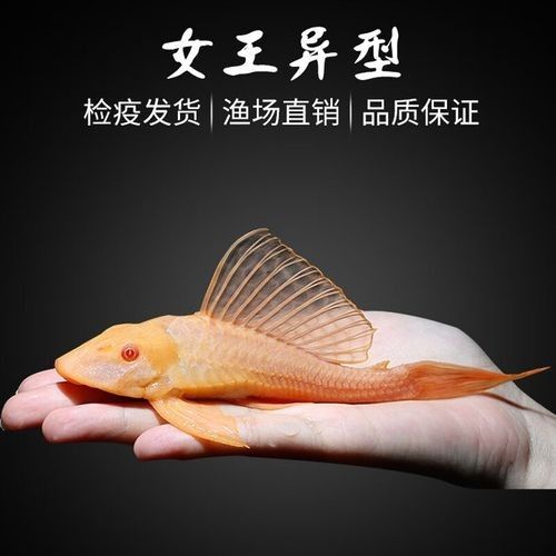 黃金紅眼女王大帆vs黃金紅眼女王大帆清道夫清道夫，京東平臺上在售的“女王大帆”魚 黃金紅眼女王大帆vs黃金紅眼女王大帆清道夫清道夫，京東平臺上在售的“女王大帆”魚 觀賞魚百科 第4張