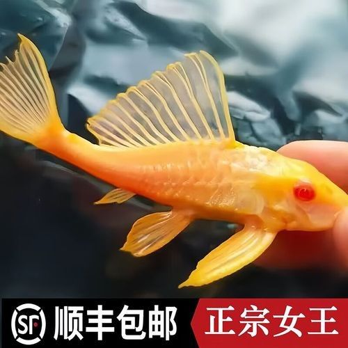 黃金紅眼女王大帆vs黃金紅眼女王大帆清道夫清道夫，京東平臺上在售的“女王大帆”魚 黃金紅眼女王大帆vs黃金紅眼女王大帆清道夫清道夫，京東平臺上在售的“女王大帆”魚 觀賞魚百科 第7張