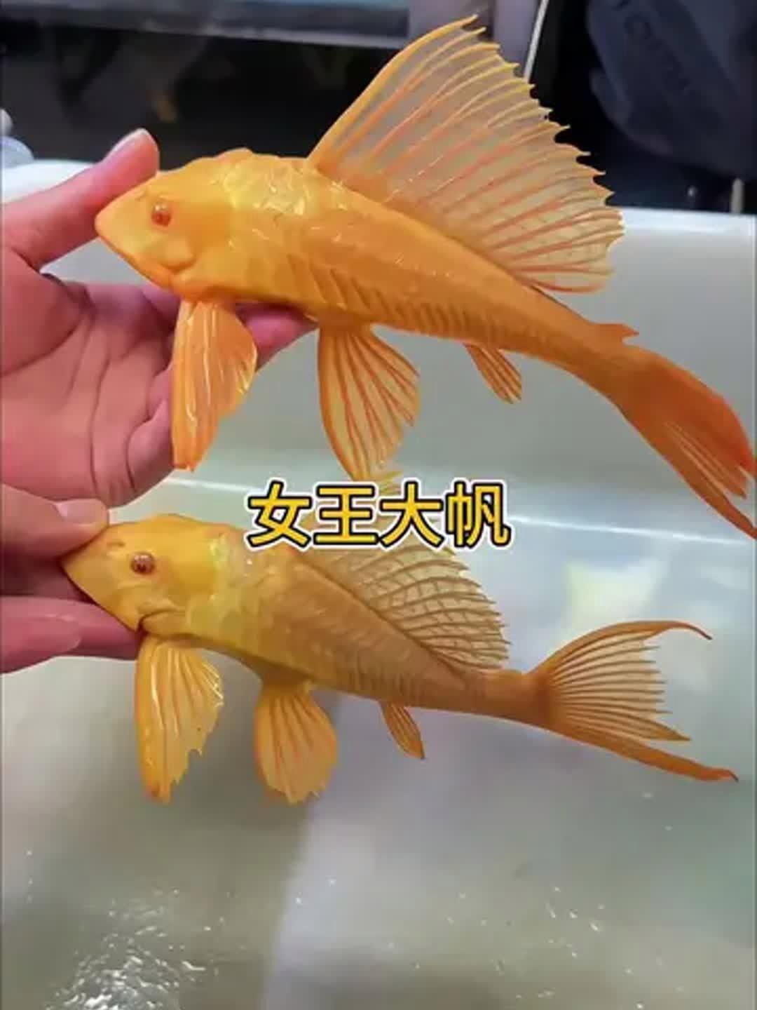 黃金紅眼女王大帆vs黃金紅眼女王大帆清道夫清道夫，京東平臺上在售的“女王大帆”魚 黃金紅眼女王大帆vs黃金紅眼女王大帆清道夫清道夫，京東平臺上在售的“女王大帆”魚 觀賞魚百科 第9張