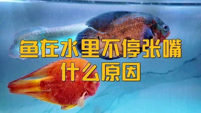 龍魚頻繁張嘴呼吸這些原因你可能沒注意到，龍魚嘴巴一張一合是什么原因