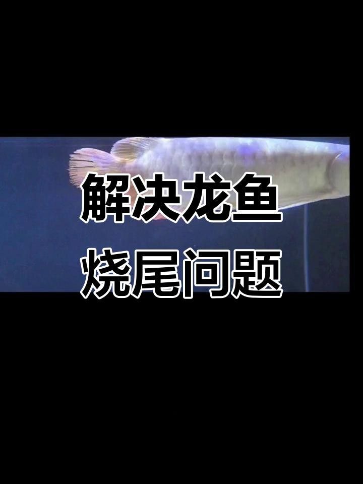 龍魚燒尾是一種常見的觀賞魚疾病的癥狀包括尾巴變黑、腐爛和脫落，龍魚燒尾怎么辦