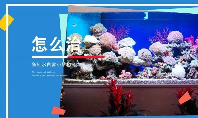 適合小型魚缸養的魚缸養的魚缸，適合小型魚缸養的魚缸，適合小型魚缸養的魚有哪些？