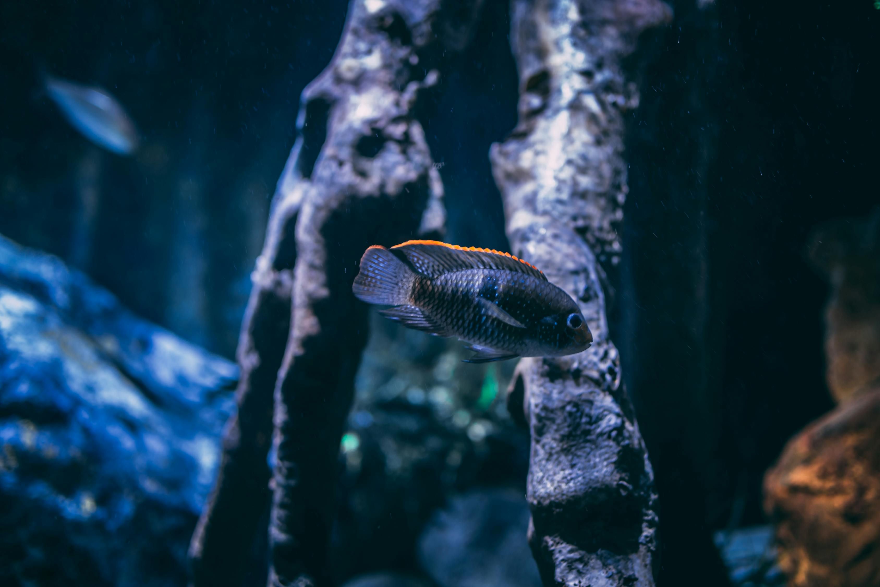 龍魚和虎魚的搭配，你知道嗎？，風水學中龍魚和虎魚的搭配通常被認為具有興財旺家的作用