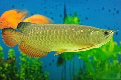 龍魚三天喂一次可以嗎，紅龍魚的喂食頻率應(yīng)該注意什么，紅龍魚多久喂一次最好？