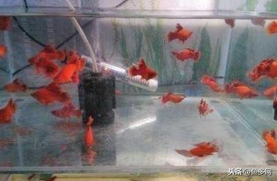 非洲雷龍魚批發商**的詳細介紹，非洲雷龍魚批發商***及雷龍魚批發的途徑