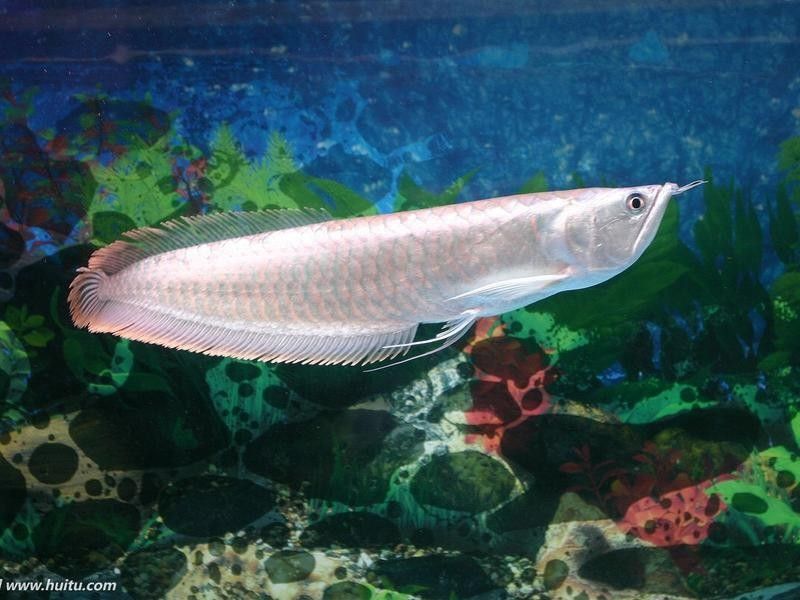 紅龍魚飼養和烹飪的“三個步驟”，潞城紅龍魚飼養和烹飪的“三個步驟”