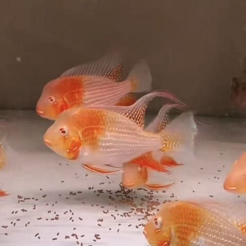 進口元寶鳳凰魚和國產(chǎn)元寶鳳凰魚的區(qū)別，元寶鳳凰魚的價格是多少？