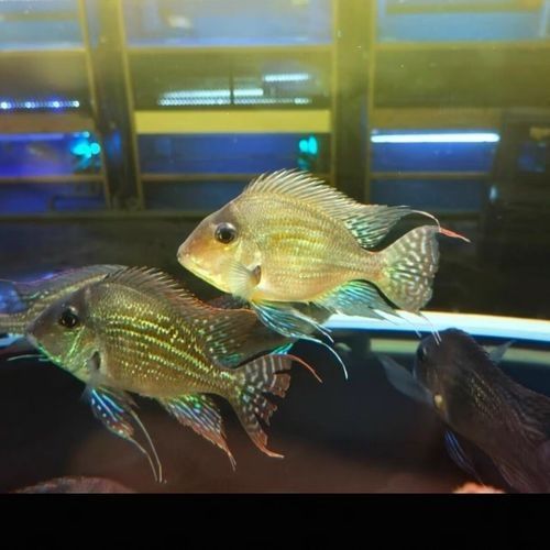 進口元寶鳳凰魚和國產元寶鳳凰魚的區別，元寶鳳凰魚的價格是多少？
